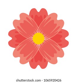 delicate flower nature bloom image
