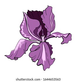 Delicate flower. Purple iris. Women's Day. Mom’s day. Vector illustration of creative realistic doodle tattoos. For greeting card, wedding invitation, interior decoration, business cards, brochures