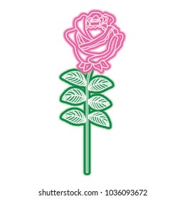 delicate flower rose stem leaves nature decoration