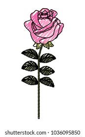 delicate flower rose stem leaves nature decoration
