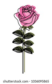 delicate flower rose stem leaves nature decoration