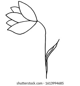 Delicate flower, snowdrop inclined to the left, on a thin stem with a leaf. Quick sketch of a black pen on a white background. For botanical and children's illustrations, emblems, logos, backgrounds.