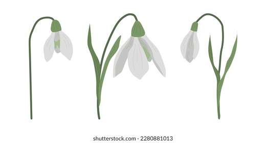 Flores delgadas de nevadas para tu diseño. Primeras flores de primavera. Conjunto de gotas de nieve. Ilustración vectorial.