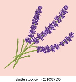 delicate and fragrant lavander in a beatiful style, purple flower isolated illustration