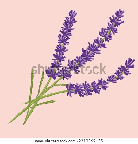 delicate and fragrant lavander in a beatiful style, purple flower isolated illustration
