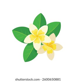 A delicate frangipani flower with soft petals and a vibrant center, set against a pure white background.