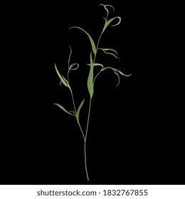 Delicate green branch with leaves. Eucalyptus twig.