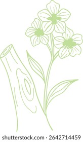 Delicate green flower branch line art with blooming petals and stem on wood, perfect for nature-themed illustrations, eco designs, organic packaging, and botanical elements.