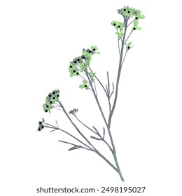 Delicate green plant with small black seeds, isolated on white background.