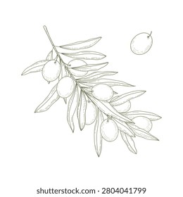 Delicate hand drawn olive branch with elongated leaves and clustered oval fruits rendered in thin green line art on white backdrop. Branding, packaging, culinary design element Minimalist Flat design