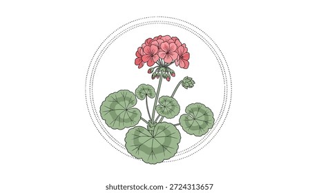 Delicada ilustração desenhada à mão de uma flor de gerânio rosa com folhas verdes, fechada dentro de um quadro pontilhado circular. Ideal para arte botânica e elementos decorativos.