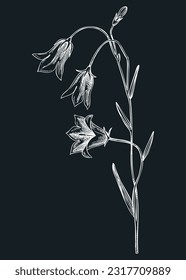 Delicate harebell vector illustration. Hand-drawn bluebell - summer flower sketch. Wildflower, meadows, weeds, flowering plant drawing on chalkboard. Floral design element in engraved style