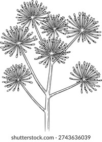 Delicate ink of a dill flower umbel with radiating stamens and buds botanical nature