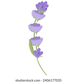 Delikate Lavendelblume im flachen Stil. Vektorgrafik auf weißem Hintergrund.