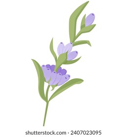 Delicate lavender flower in flat style. Vector illustration on white background.