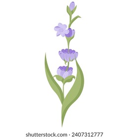 Delicate lavender flower in flat style. Vector illustration on white background.