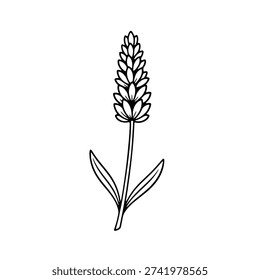 A delicate lavender flower rendered in a minimalist outline style, perfect for botanical and floral design projects with a clean, elegant aesthetic.