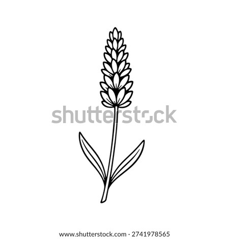 A delicate lavender flower rendered in a minimalist outline style, perfect for botanical and floral design projects with a clean, elegant aesthetic.