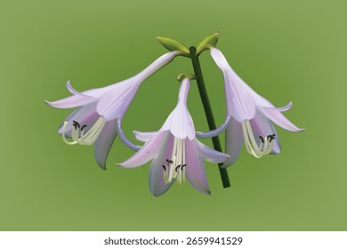 Delicado Lavender Hosta Flores em verde