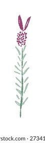 Delicate Lavender Plant Stem Vector Illustration