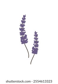 Delicate lavender sprigs for aromatherapy and relaxation