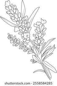 Delicate Lavender tattoo. Lavender vector illustration, beautiful calla flower bouquet, hand-drawn coloring pages and book of artistic, blossom Lavender, engraved ink art