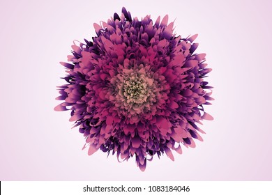 Delicate lilac flower on a light background