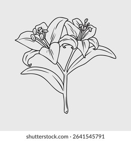 Delicate Lily Blossoms in Line Art