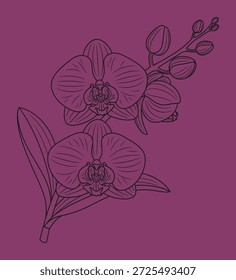 Delicada ilustração de arte de linha de duas flores florescentes phalaenopsis orquídea com botões e folhas isoladas em um fundo sólido