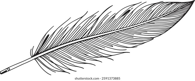 Delicate line art silhouette of a single feather with fine