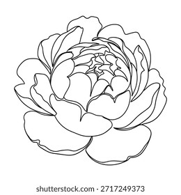 Un delicado dibujo de línea de una flor de peonía completamente florecida sobre un fondo blanco.