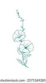 Delicate line drawing of a morning glory flower in a minimalist style.