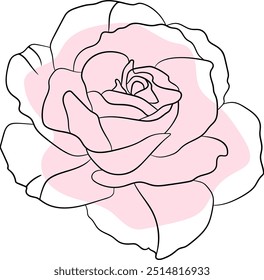Eine zarte Linienzeichnung einer rosafarbenen Rose auf weißem Hintergrund, die ihre komplizierten Blütenblätter zeigt