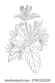 Delicate line drawing shows honeysuckle blooms. Curved petals and slender leaves form elegant cluster. Stylized branches suggest natural grace and softness
