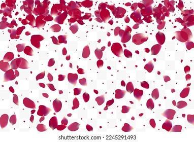 Delicate Lotus Blur Vector Transparent Background. Flying Sakura Texture. Purple Cherry Summer Cover. Pink Flower Beauty Design.