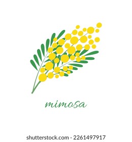 A delicate mimosa flower. A branch of the mimosa tree. Spring flowers. Vector illustration on white background