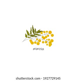 Delicate Mimosa Tree Branch Flower Cute Hand Drawn Textures Illustration