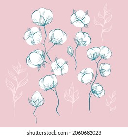 Delicate natural set of sketches of cotton plant and stems with foliage on a pink background. Vector gentle herbal image with stems with fluffy balls isolated from background.