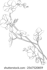 Delicate Orchid tattoo. Lavender vector illustration, beautiful Orchid flower bouquet, hand-drawn coloring pages and book of artistic, blossom Orchid, engraved ink art