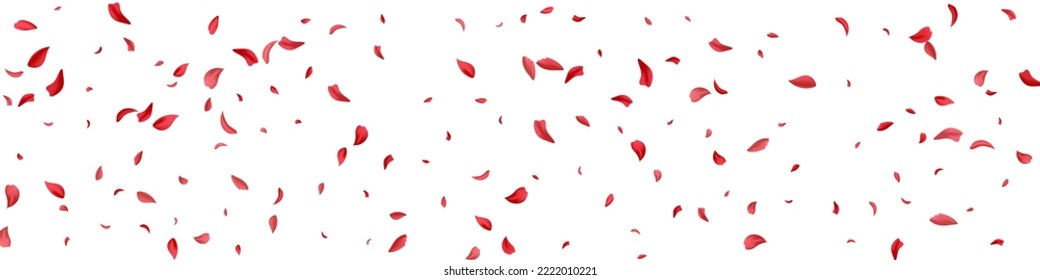 Delicate Peach Flying Vector White Panoramic Background. Spring Sakura Cover. Red Lotus Summer Design. Beautiful Flower Fall Poster.