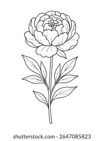 Delicate Peony Bloom with Stem and Leaves