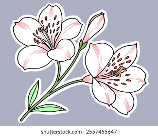 Delicate pink Alstroemeria flowers, hand-drawn vector illustration. Perfect for invitations, cards, and textile designs.  Features a unique style and detailed petals.