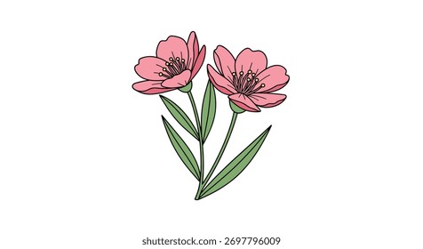 Delicadas flores de cereja rosa com folhas verdes sobre um fundo branco; uma ilustração simples.