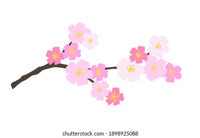 Delicate pink cherry blossoms, sakura branch isolated on white background. Blooming spring tree, orchard. Color vector drawing for cards, invitations, labels.