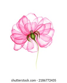 Delicate pink flower on white background. Watercolor transparent flower petals. Hand painted botanical illustration.