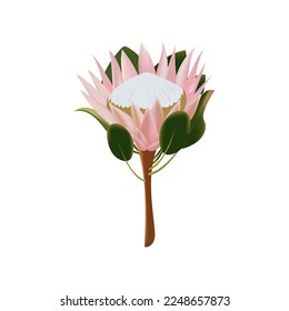 Flor rosa delgada de la protea. Ilustración del vector