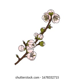 Flores rosas de cereza salvaje. Una rama de floreciente sakura japonesa. Aislado. Dibujo vectorial sobre un fondo blanco en estilo de caricatura. Para carteles, tarjetas, imprenta, textiles y otra decoración.