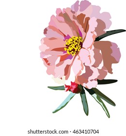 Delicate pink rose flower isolated Vector. Vintage floral beauty for greeting cards, wedding, marriage, bridal, birthday, Valentine's day. Romantic vector illustration