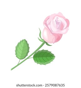 A delicate pink rose isolated on a white background.Vector illustration of a flower for postcards,textiles.