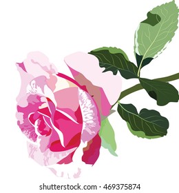 Delicate Pink Rose isolated. Vector rosebuds flower blossom for background greeting cards, wedding, birthday, Valentine's Day, Mother's Day